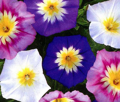 Morning Glory Dwarf Ensign Mix Bulk Seeds - Convolvulus Tricolor Minor