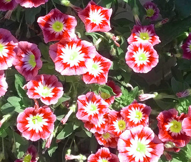 Morning Glory Dwarf Ensign Red Seeds - Convolvulus Tricolor Minor