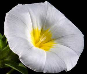 Morning Glory Dwarf Ensign White Bulk Seeds - Convolvulus Tricolor Minor