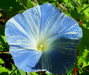 Morning Glory Flying Saucers Bulk Seeds - Ipomoea Tricolor