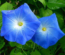 Morning Glory Heavenly Blue Bulk Seeds - Ipomoea Tricolor 2