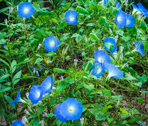 Morning Glory Heavenly Blue Seeds - Ipomoea Tricolor