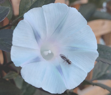 Morning Glory Ismay Bulk Seeds - Ipomoea Tricolor