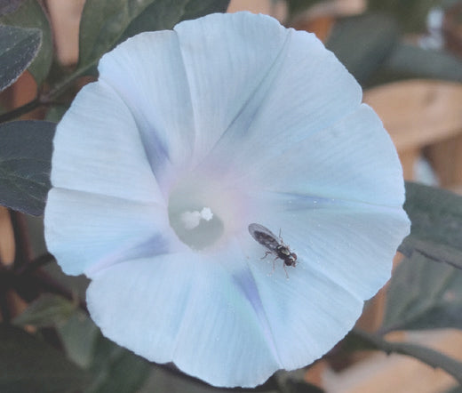 morning glory flower seeds Morning Glory Ismay Seeds