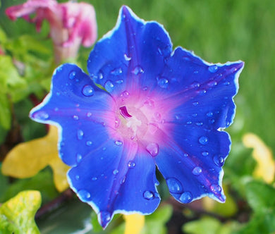 Morning Glory Japanese Blue Picotee Bulk Seeds - Ipomoea Nil