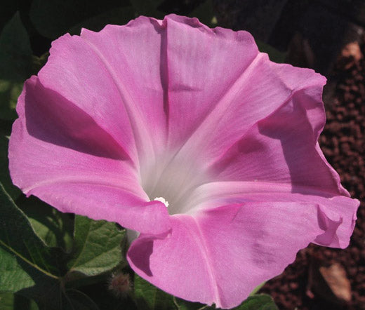 Morning Glory Japanese Morning Call Pink Bulk Seeds - Ipomoea Nil