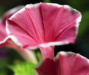 Morning Glory Japanese Red Picotee Bulk Seeds - Ipomoea Nil