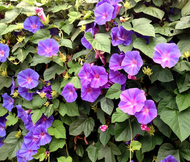 Morning Glory Mixed Bulk Seeds - Ipomoea Purpurea
