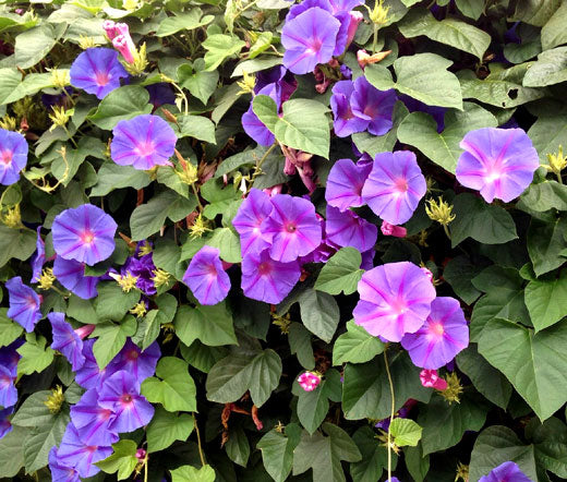 bulk morning glory seeds Morning Glory Mixed Bulk Seeds