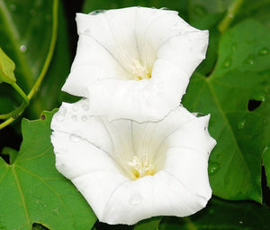 Morning Glory Pearly Gates Bulk Seeds - Ipomoea Tricolor