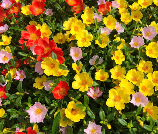 moss rose seeds bulk Moss Rose Mix Bulk Seeds