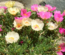 Moss Rose Mix Seeds - Portulaca Grandiflora 3