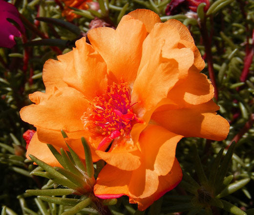 Moss Rose Orange Bulk Seeds - Portulaca Grandiflora