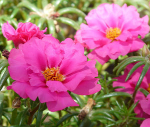 Moss Rose Pink Bulk Seeds - Portulaca Grandiflora