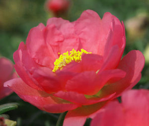 Moss Rose Red Bulk Seeds - Portulaca Grandiflora