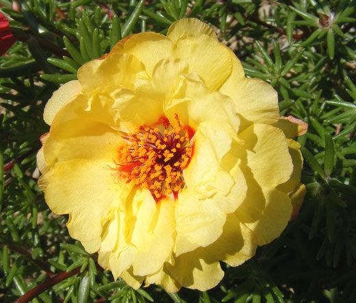 moss rose seeds Moss Rose Yellow Bulk Seeds
