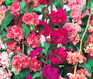Mountain Garland Seeds - Clarkia Unguiculata