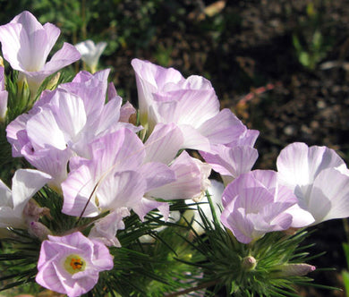 Mountain Phlox Seeds - Linanthus Grandiflorus