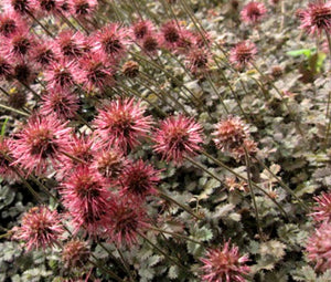 New Zealand Burr Bronze Seeds - Acaena Microphylla 2
