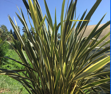 New Zealand Flax Bulk Seeds - Phormium Tenax New Hybrids
