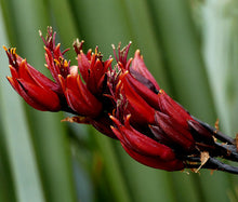 New Zealand Flax Bulk Seeds - Phormium Tenax New Hybrids 2