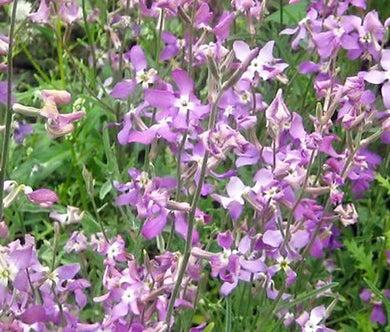 Night Scented Stock Bulk Seeds - Matthiola Bicornis