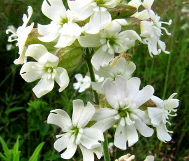 Catchfly Nodding White Snowdrop Seeds - Silene Pendula