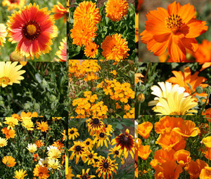 Wildflower Mix Orange Bulk Seeds