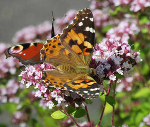 Oregano Italian Non GMO Bulk Seeds - Origanum Vulgare 2