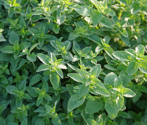 Oregano Italian Non GMO Seeds - Origanum Vulgare 