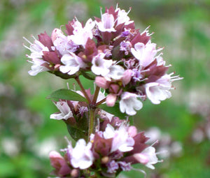 Oregano Italian Non GMO Seeds - Origanum Vulgare 3