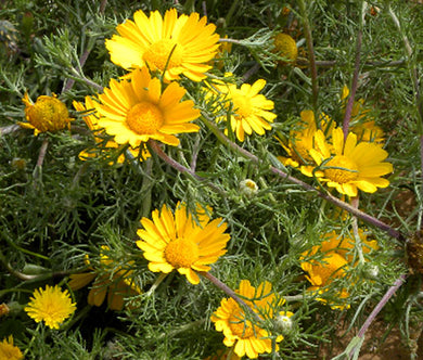Palm Springs Daisy Seeds - Cladanthus Arabicus