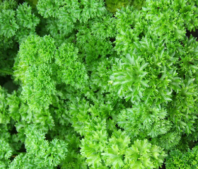 Parsley Moss Curled Non GMO Bulk Seeds - Petroselinum Crispum