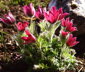 Pasque Flower Red Bulk Seeds - Pulsatilla Vulgaris Rubra 2