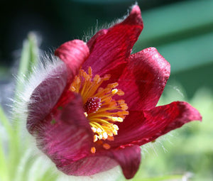 Pasque Flower Red Bulk Seeds - Pulsatilla Vulgaris Rubra 3