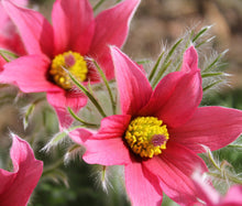 Pasque Flower Red Bulk Seeds - Pulsatilla Vulgaris Rubra
