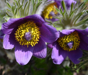 Pasque Flower Violet Seeds - Pulsatilla Vulgaris 3