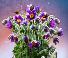 Pasque Flower Violet Bulk Seeds - Pulsatilla Vulgaris 2