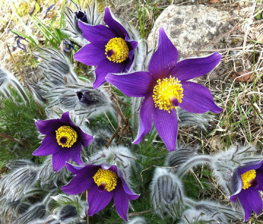 Pasque Flower Violet Bulk Seeds - Pulsatilla Vulgaris