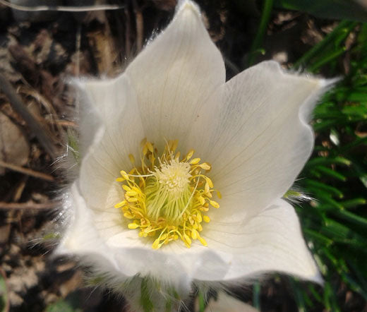 Pasque Flower White Bulk Seeds - Pulsatilla Vulgaris Alba