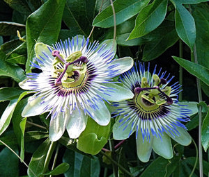 Passion Flower Blue Bulk Seeds - Passiflora Caerulea 3