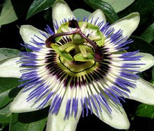 Passion Flower Blue Bulk Seeds - Passiflora Caerulea