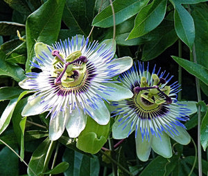 Passion Flower Blue Seeds - Passiflora Caerulea 3