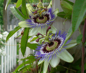 Passion Flower Blue Bulk Seeds - Passiflora Caerulea 2
