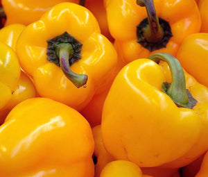 Pepper Sweet Golden California Wonder Non GMO Bulk Seeds - Capsicum Annuum