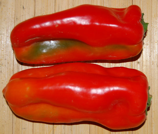 Pepper Sweet Red Marconi Organic Bulk Seeds - Capsicum Annuum