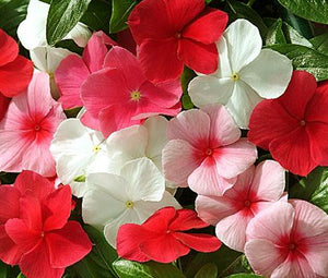 Periwinkle Dwarf Little Mix Seeds - Catharanthus Roseus