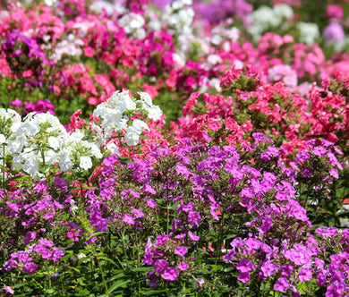 Phlox Mix Bulk Seeds - Phlox Drummondii