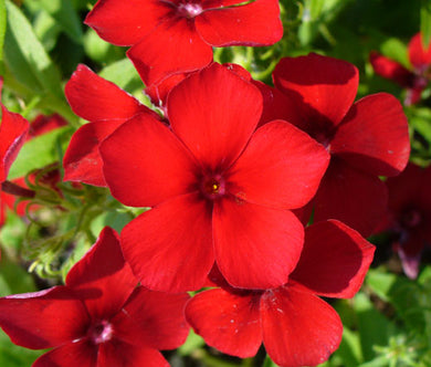 Phlox Red Bulk Seeds - Phlox Drummondii