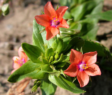 Pimpernel Scarlet Bulk Seeds - Anagallis Monelli